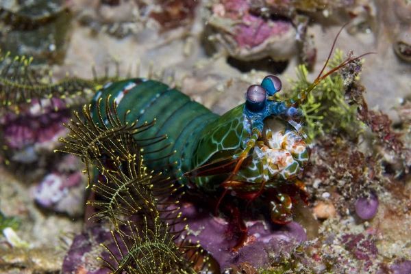Mantis shrimp, New Guinea Island, Indonesia